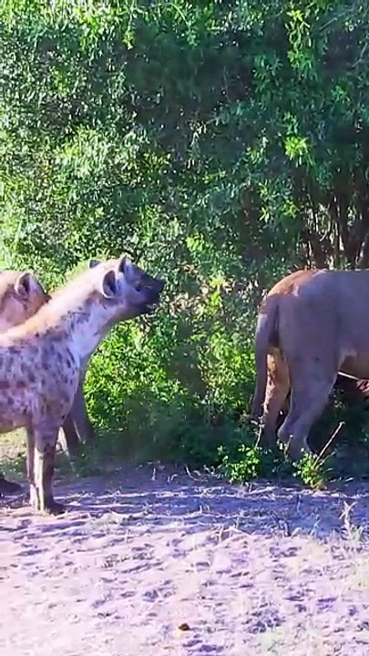 Harsh Savanna Survival Life of Wildlife