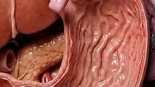 what happens if you swallow gum_ (Inside Your Body) #anatomy #humanbody #digestivehealth