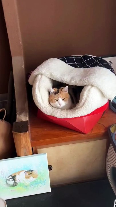 When Your Cat Owns the Bed 😂🐱