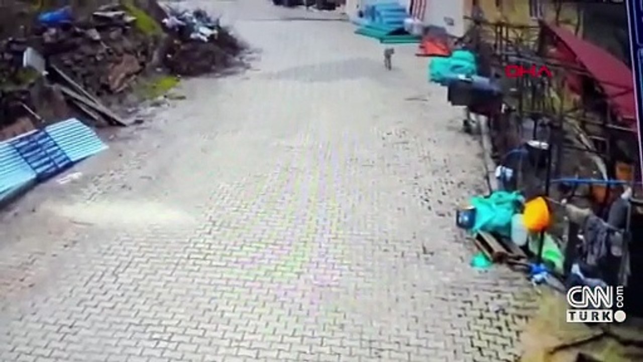 Aç kalan kurt, yerleşim yerinde yemek aradı! O anlar kamerada...