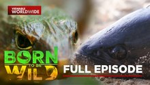 Spiny waterside skink and a fish that can survive 4 days without water | Born To Be Wild (Full Episode)