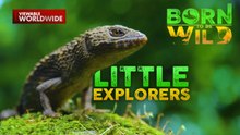 Spiny waterside skink, kayang magpatay-patayan?! | Born To Be Wild