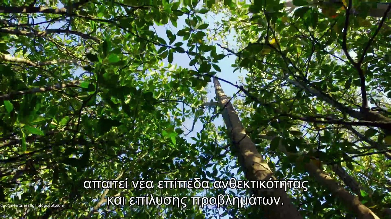 Τα Μυστικά των Μαγεμένων Δασών -  Υγρότοποι