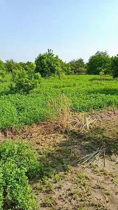Kisaan