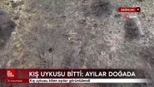 Erzincan’da kış uykusundan uyanan ayılar havadan görüntülendi
