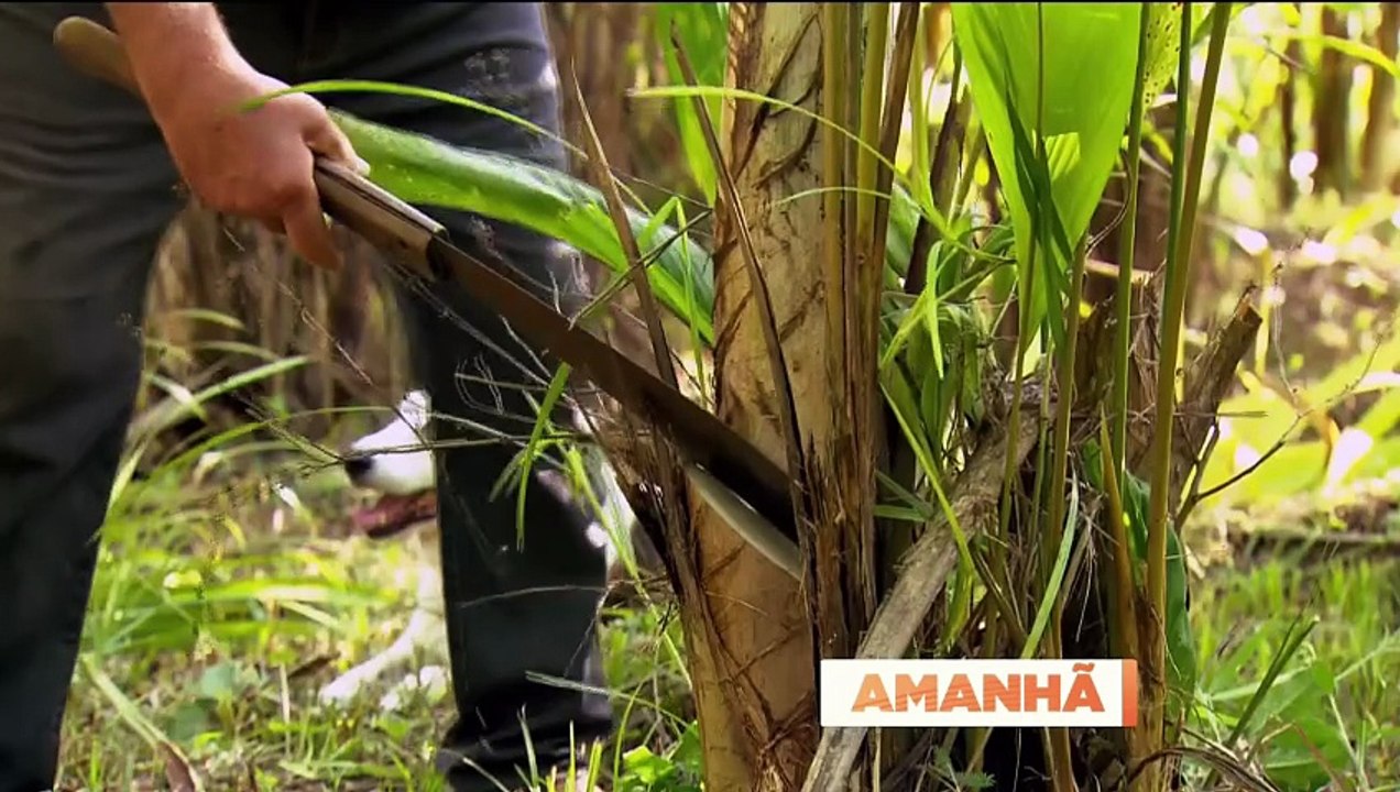 Globo Rural hoje (05/04): Confira os destaques do programa de hoje