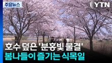 호수 뒤덮은 '분홍빛 물결'...봄나들이 즐기는 식목일 / YTN