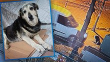 Kadıköy’de kaldırımda yatan ‘Pakize’ isimli köpeği ezip yollarına devam ettiler!