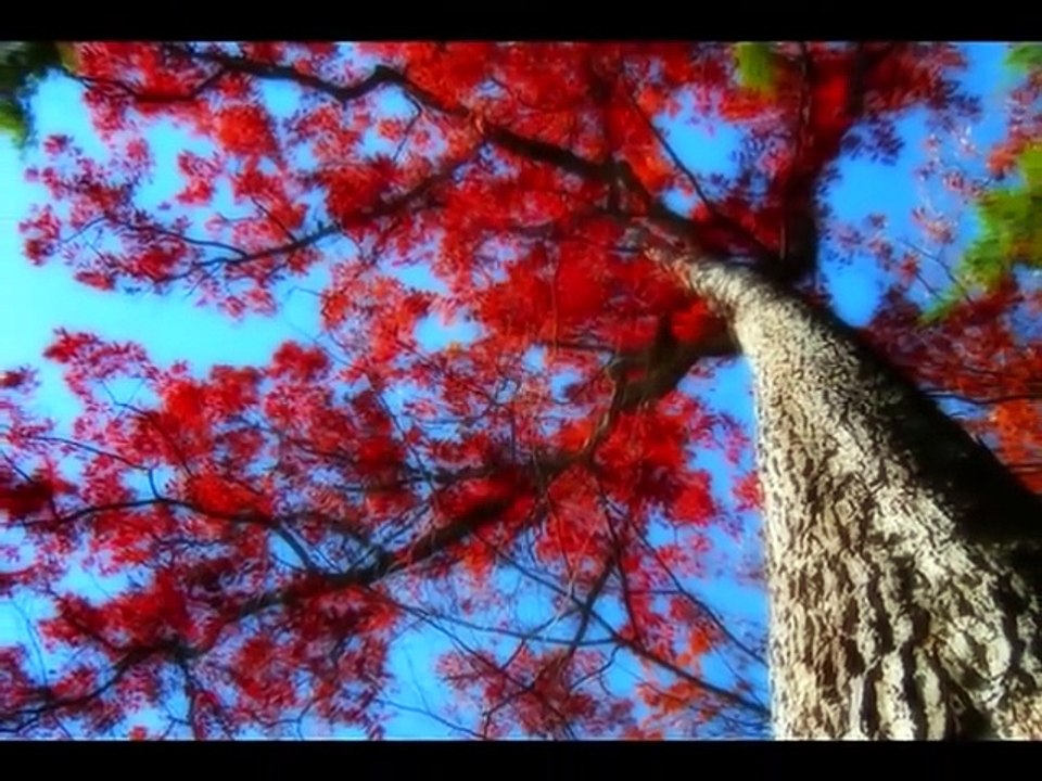 Yildirim Gurses - Son Mektup