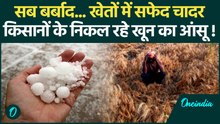 Weather Alert: हरियाणा - UP में मौसम की मार, तेज बारिश से फसलें बर्बाद ! | UP Weather | Farmers |
