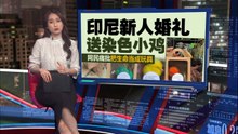 网民痛批把生命当成玩具   印尼新人婚礼送染色小鸡