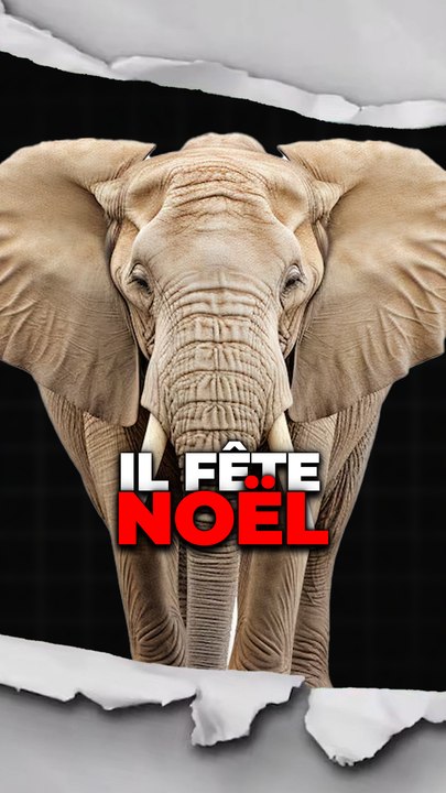 Noël au zoo