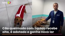 Cão queimado com líquido recebe alta, é adotado e ganha novo lar