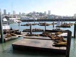 LIONS DE MER SAN FRANCISCO Berkeley