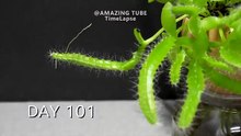 "🌿 3 Years of Growth in 20 Minutes! 🤯 Stunning Plant Time Lapse Compilation"