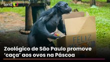 Zoológico de São Paulo presenteia animais com ‘caça aos ovos’ para celebrar a Páscoa