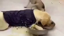 Husky and Labrador funny video