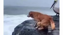 The Puppy Rescue You Won't Believe! 🐶🌊