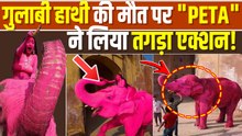 Pink Elephant: Russian Photographer के गुलाबी हाथी Photoshoot पर बवाल, PETA इंडिया ने उठाई ये मांग!