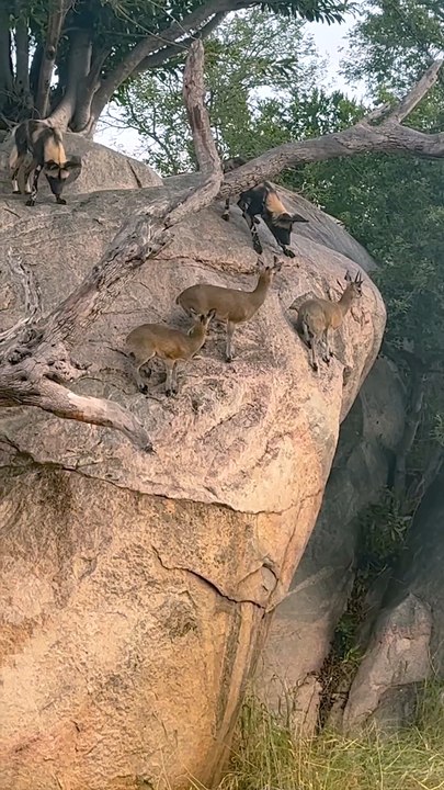 Relentless Wildlife Survival Struggles on Savanna