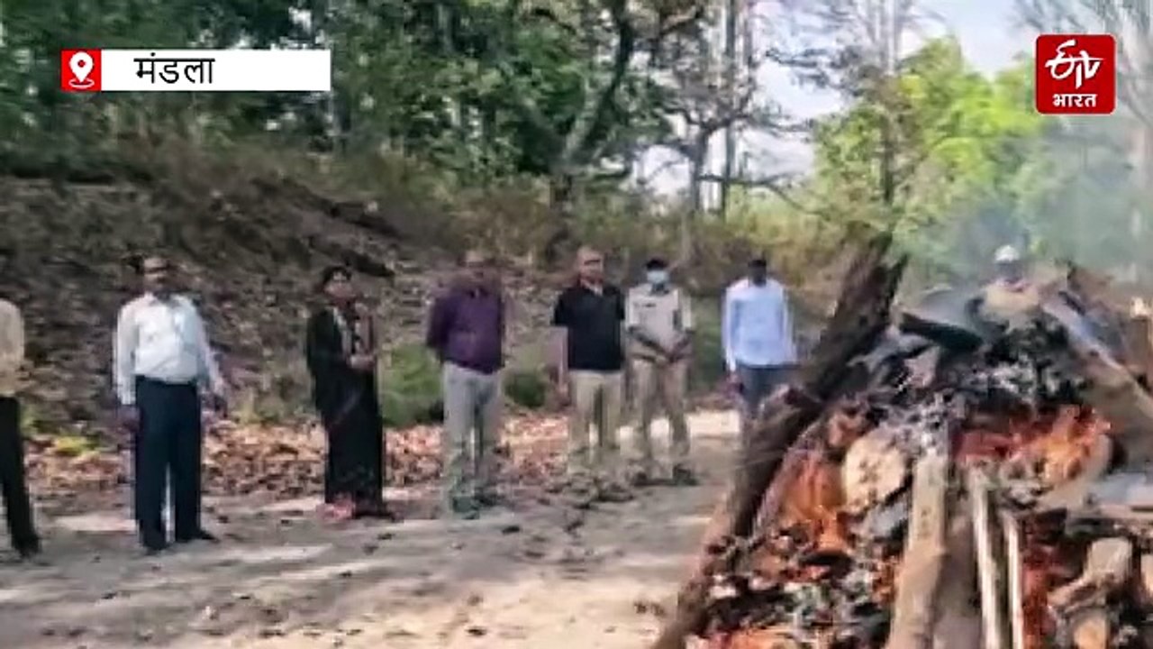 कान्हा में बाघों की रहस्यमयी मौतों का सिलसिला जारी, बाघिन T-122 का शव मिला