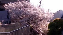 満開のサクラ2026