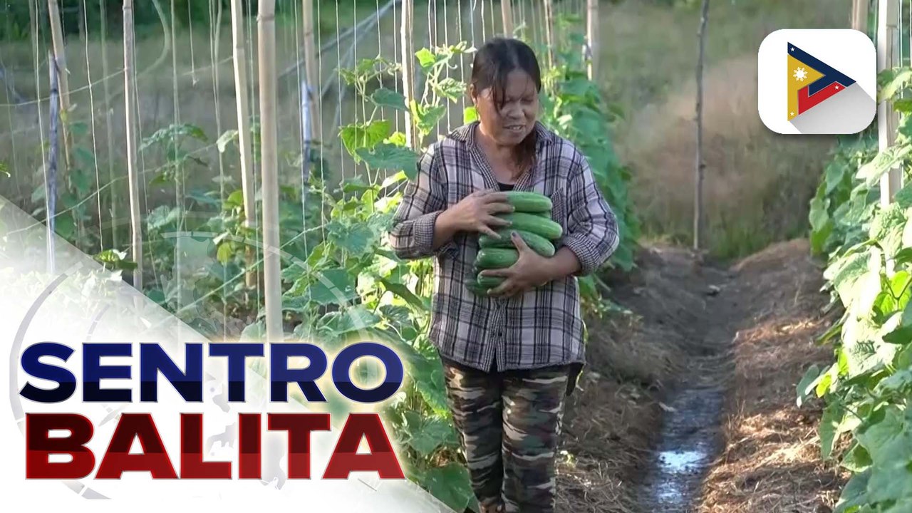 Mga magsasaka sa Calbayog, Samar, may mga diskarte para makatipid sa mataas na presyo ng langis; pamahalaan, tiniyak na maaabutan ng tulong ang mga apektado | ulat ni Charmaine Perito ng Radyo Pilipinas-Calbayog