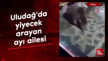 Bursa Uludağ'da yiyecek arayan ayı ailesi