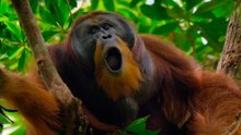 Orangutan Tráiler VO
