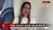 Antalya'da yüksek sıcaklığa dayanıklı yerli nohut geliştirildi