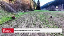 Yavru ayılar ormanlık alana indi