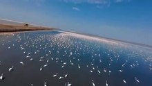 Majestic Flamingos of Kutch: Breathtaking Aerial Drone Footage 🦩