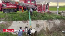 Batman'da sulama kanalında mahsur kalan 2 inek kurtarıldı