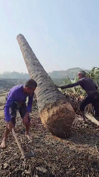 How they Made a Boat from Palm Tree