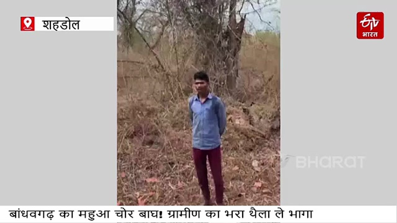 महुआ चोर बाघ! बांधवगढ़ टाइगर रिजर्व के जंगल में ग्रामीण के सामने से भरा थैला ले भागा