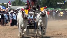 Cambodian Oxcart Races Find New Popularity After Years of Decline