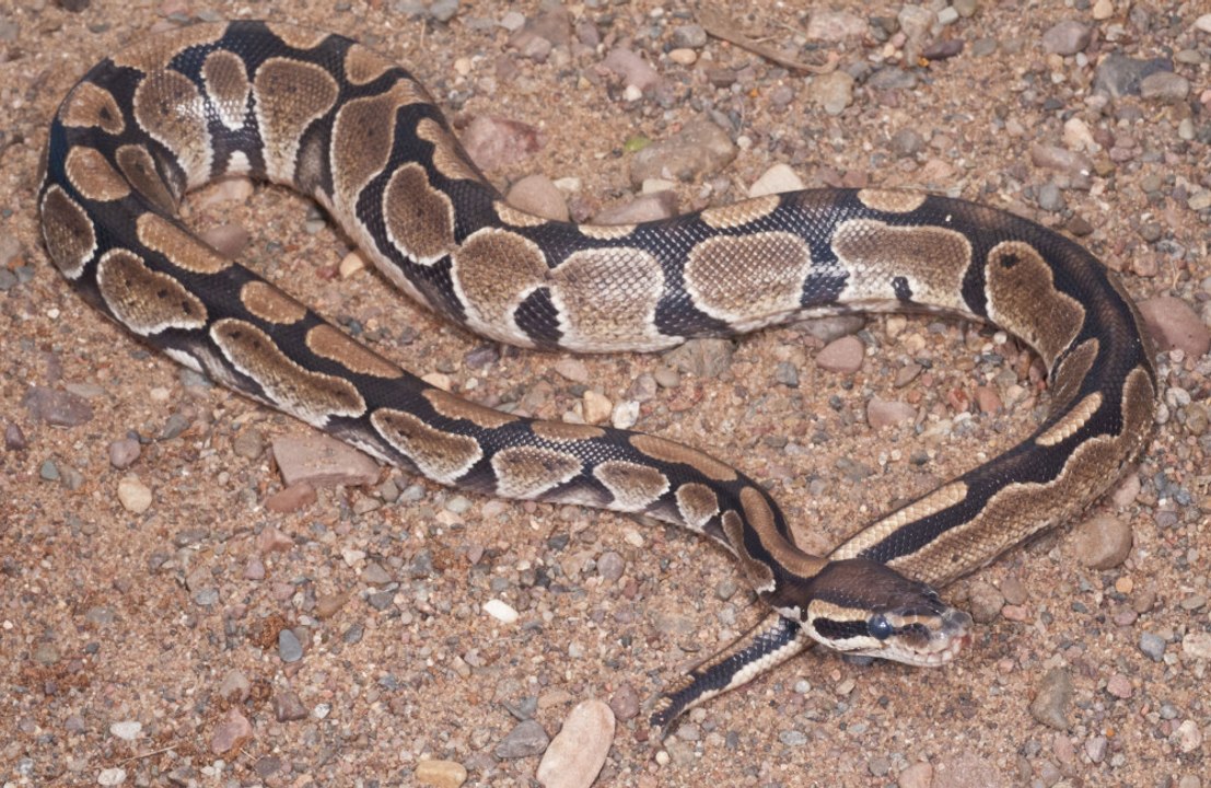 Python blood could pave way for new weight-loss drugs