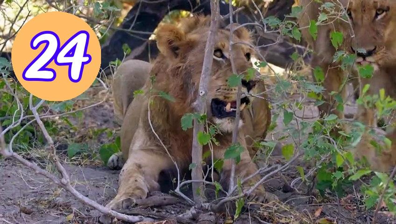 Big Cats 24 7 S02E02 The Chase Episode 24 Engsub
