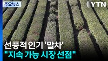 선풍적 인기 '가루 녹차'..."고품질 원료로 지속 가능 시장 선점" / YTN