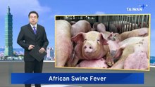 Taiwan Regains African Swine Fever-Free Status