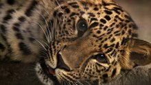 Three Amur Leopard Cubs Adjust to Their New Life