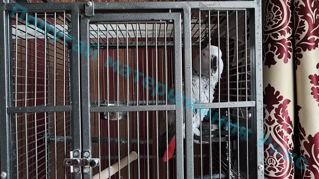 Попугай матерится на кота и говорит с хозяином