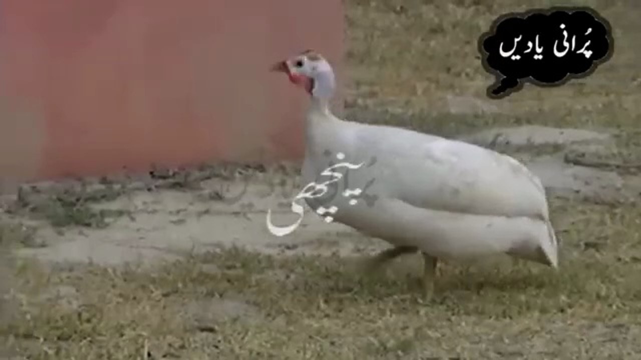 Aj Di Kahani - PANCHI - Classic PTV Panjabi Drama Series 🎭 Jag Beeti