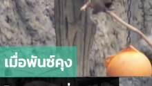 เมื่อพันช์คุงถูกลิงรุ่นพี่หยุมหัว...