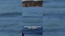 Avvistata una balenottera al largo dell'isola d'Elba