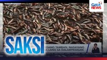 Sangkaterbang isdang tamban, nasayang matapos itapon na lang sa dalampasigan | Saksi