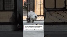 Gatinho herói ajuda amigo mais ‘fofinho’ que ficou preso em portão #shorts