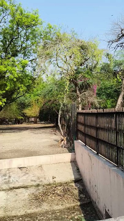 Spotted Beauty: Encountering the Chital Deer 🦌