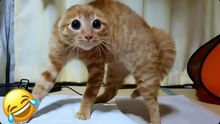 Funniest cat videos #6 #Cat #Animals