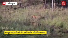 'शंकरा' की टेरिटेरी में घुस गया दूसरा बाघ, टेरिटोरियल फाइट देख पर्यटकों के उड़े होश